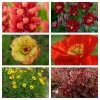 Roots Plants Perennials Red Yellow & Orange Perennial Plants Collection | Summer Flame Collection 2 Roots Plants Perennials Red Yellow & Orange Perennial Plants Collection | Summer Flame Collection