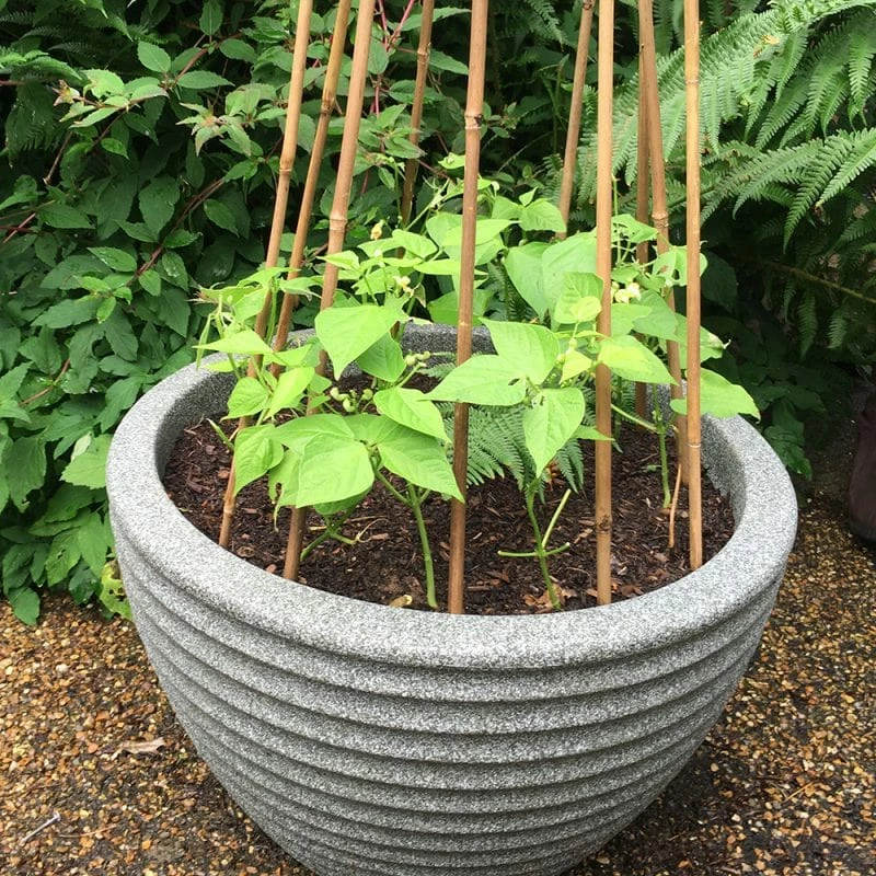 Roots Plants 20 Best French Bean Plants Collection | Growers Choice 6 Roots Plants 20 Best French Bean Plants Collection | Growers Choice