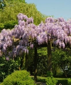 Roots Plants Wisteria Sinensis 'Prolific' | On A 90cm Cane In A 3L Pot