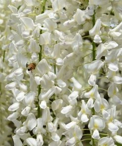 Roots Plants Wisteria Sinensis 'Alba' | On A 90cm Cane In A 3L Pot
