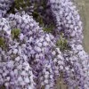 Roots Plants Wisteria Floribunda | On A 90cm Cane In A 3L Pot 2 Roots Plants Wisteria Floribunda | On A 90cm Cane In A 3L Pot