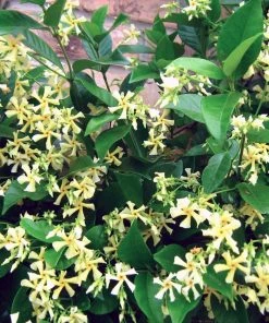 Roots Plants Yellow Star Jasmine | Trachelospermum 'Star Of Tuscany' | On A 90cm Cane In A 3L Pot