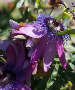 Roots Plants Passiflora'Lavender Lady' | Passion Flower | On A 90cm Cane In A 3L Pot Other Climbing Plants