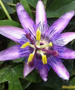 Roots Plants Passiflora 'Lavender Lady' | Passion Flower | On A 90cm Cane In A 3L Pot Other Climbing Plants