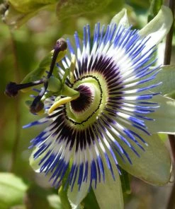 Roots Plants Passiflora 'Caerulea' | Passion Flower | On A 90cm Cane In A 3L Pot