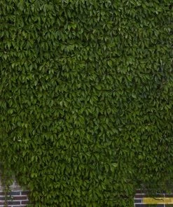 Roots Plants Virginia Creeper | Parthenocissus 'Quinquefolia' | On A 90cm Cane In A 3L Pot Other Climbing Plants