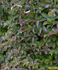 Roots Plants Parthenocissus 'Henryana' | Chinese Virginia Creeper | On A 90cm Cane In A 3L Pot Other Climbing Plants
