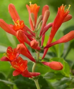 Roots Plants Honeysuckle 'Dropmore Scarlet' | Lonicera X Brownii | On A 90cm Cane In A 3L Pot