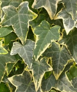 Roots Plants Ivy Hedera 'Helix Goldchild' | On A 90cm Cane In A 3L Pot