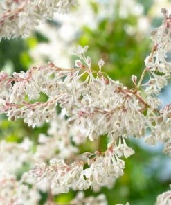 Roots Plants Russian Vine | Fallopia 'Baldschuanicum' | On A 90cm Cane In A 3L Pot Other Climbing Plants