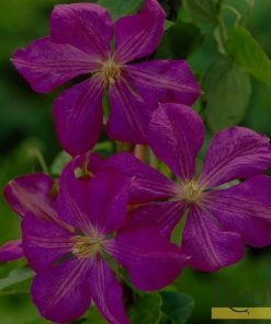 Roots Plants Clematis Viticella 'Etoile Violette' | On A 90cm Cane In A 3L Pot