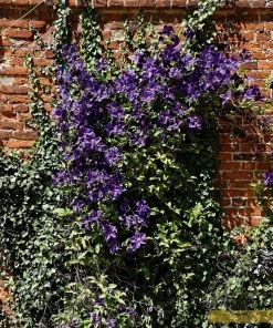 Roots Plants Clematis Viticella 'Etoile Violette' | On A 90cm Cane In A 3L Pot