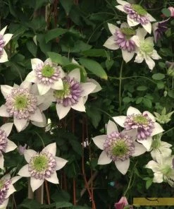 Roots Plants Clematis 'Vienetta' | On A 90cm Cane In A 3L Pot
