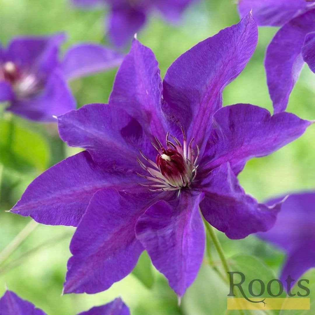 Roots Plants Clematis 'The President' | On A 90cm Cane In A 3L Pot 4 Roots Plants Clematis 'The President' | On A 90cm Cane In A 3L Pot