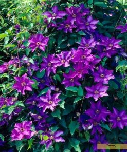 Roots Plants Clematis 'The President' | On A 90cm Cane In A 3L Pot 8 Roots Plants Clematis 'The President' | On A 90cm Cane In A 3L Pot