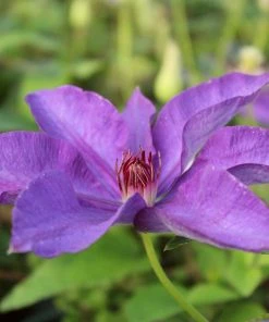 Roots Plants Clematis 'The President' | On A 90cm Cane In A 3L Pot