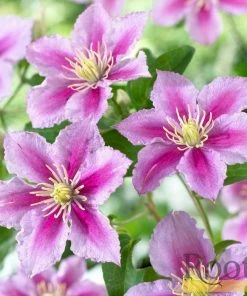 Roots Plants Clematis 'Piilu' On A 90cm Cane In A 3L Pot 7 Roots Plants Clematis 'Piilu' On A 90cm Cane In A 3L Pot