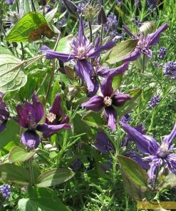 Roots Plants Clematis 'Petit Faucon' On A 90cm Cane In A 3L Pot 8 Roots Plants Clematis 'Petit Faucon' On A 90cm Cane In A 3L Pot