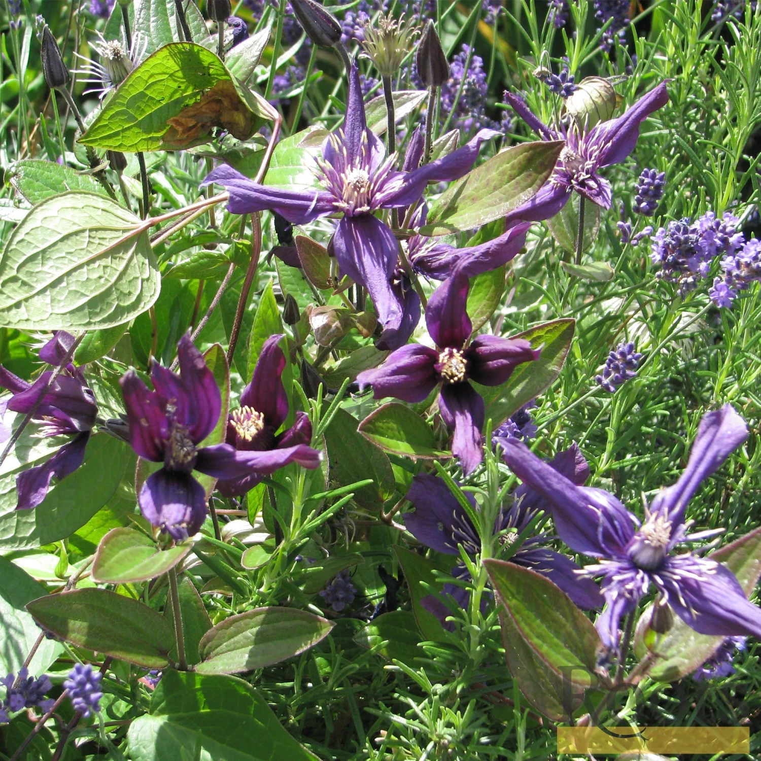 Roots Plants Clematis 'Petit Faucon' On A 90cm Cane In A 3L Pot 5 Roots Plants Clematis 'Petit Faucon' On A 90cm Cane In A 3L Pot