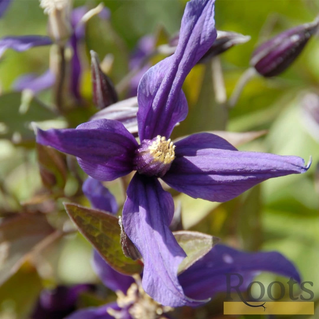 Roots Plants Clematis 'Petit Faucon' On A 90cm Cane In A 3L Pot 4 Roots Plants Clematis 'Petit Faucon' On A 90cm Cane In A 3L Pot
