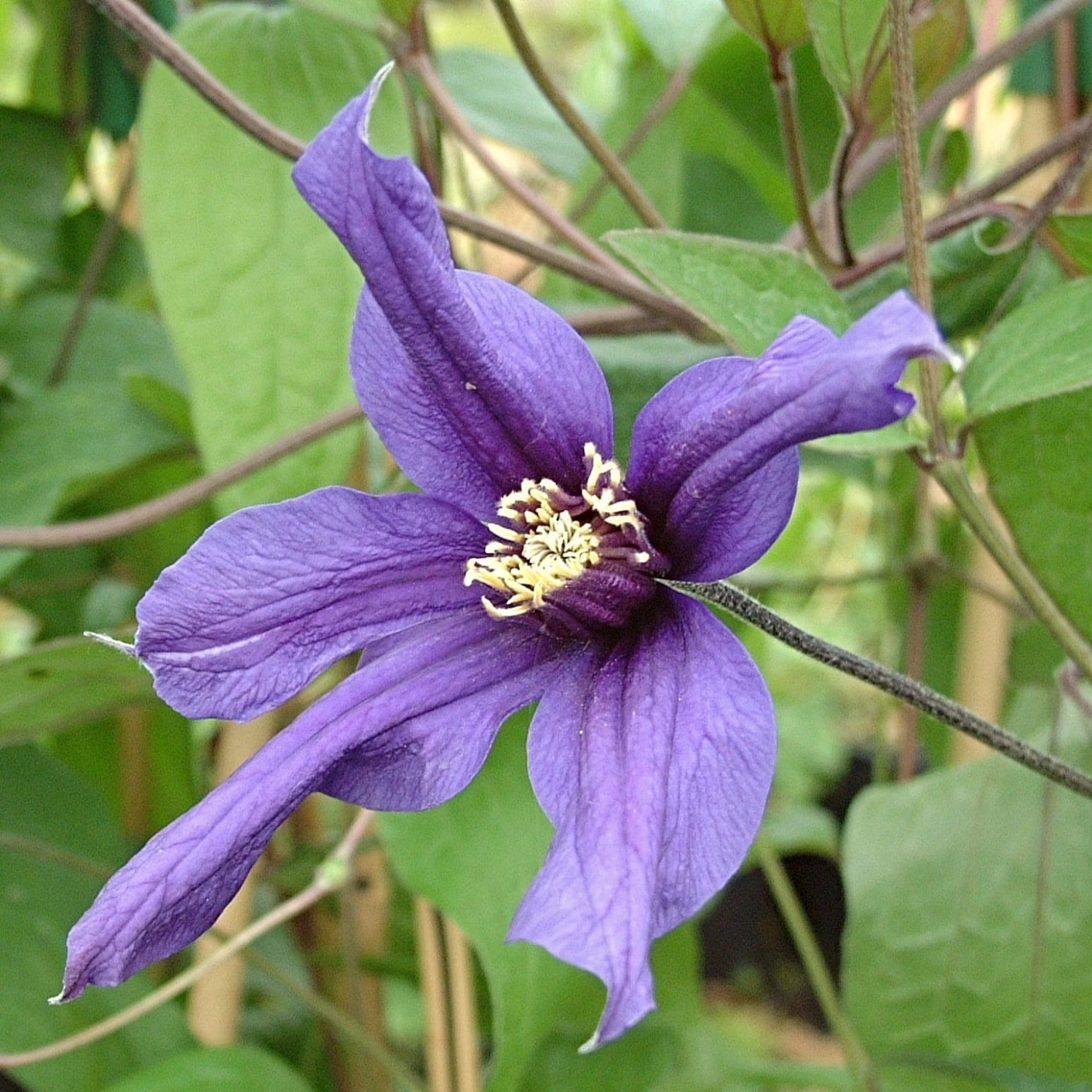 Roots Plants Clematis 'Petit Faucon' On A 90cm Cane In A 3L Pot 3 Roots Plants Clematis 'Petit Faucon' On A 90cm Cane In A 3L Pot