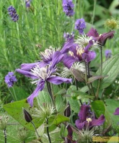 Roots Plants Clematis 'Petit Faucon' On A 90cm Cane In A 3L Pot 9 Roots Plants Clematis 'Petit Faucon' On A 90cm Cane In A 3L Pot