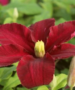 Roots Plants Clematis 'Niobe' | On A 90cm Cane In A 3L Pot