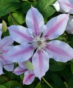 Roots Plants Clematis 'Nelly Moser' | On A 90cm Cane In A 3L Pot