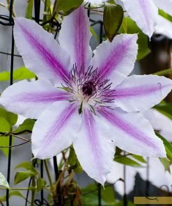 Roots Plants Clematis 'Nelly Moser' | On A 90cm Cane In A 3L Pot