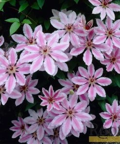 Roots Plants Clematis 'Nelly Moser' | On A 90cm Cane In A 3L Pot