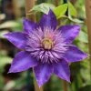 Roots Plants Clematis 'Multi-Blue' | On A 90cm Cane In A 3L Pot