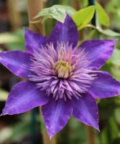 Roots Plants Clematis 'Multi-Blue' | On A 90cm Cane In A 3L Pot