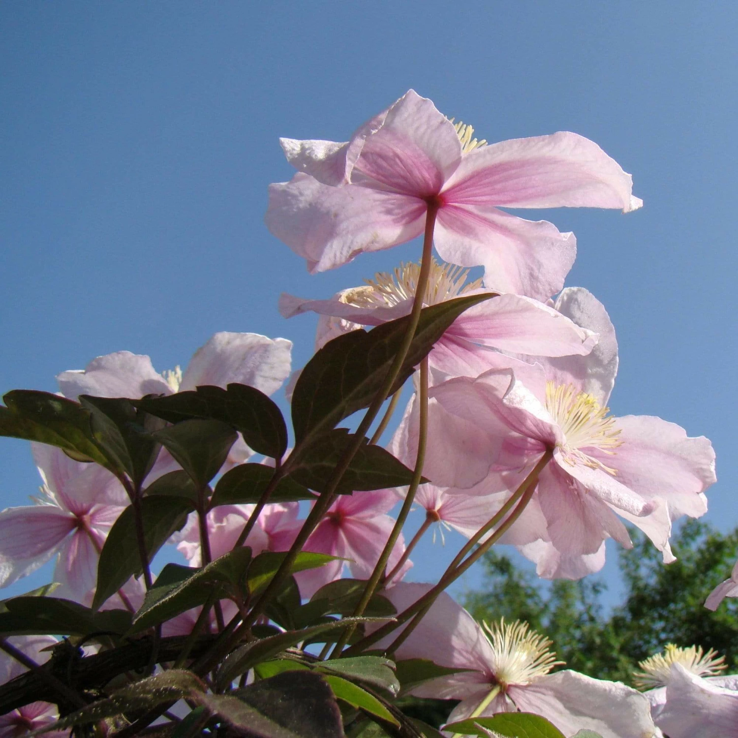Roots Plants Clematis 'Montana Mayleen' | On A 90cm Cane In A 3L Pot 4 Roots Plants Clematis 'Montana Mayleen' | On A 90cm Cane In A 3L Pot