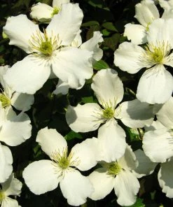Roots Plants Clematis 'Montana Alba' | On A 90cm Cane In A 3L Pot