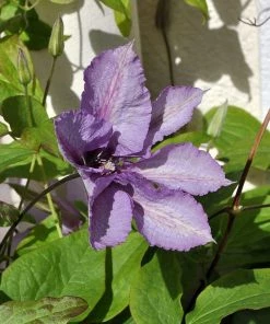 Roots Plants Clematis 'Margaret Hunt' | On A 90cm Cane In A 3L Pot