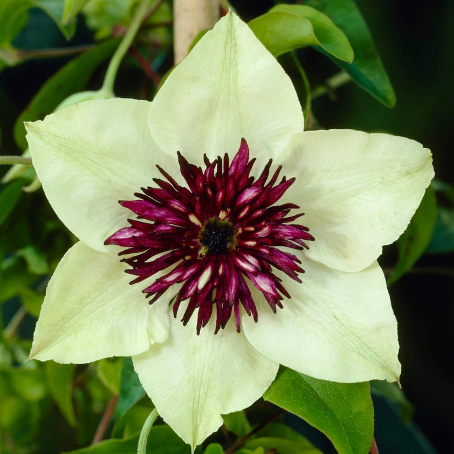 Roots Plants Clematis 'Florida Sieboldii' | On A 90cm Cane In A 3L Pot 3 Roots Plants Clematis 'Florida Sieboldii' | On A 90cm Cane In A 3L Pot