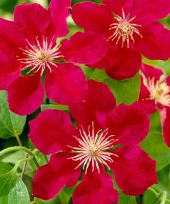 Roots Plants Clematis 'Ernest Markham' | On A 90cm Cane In A 3L Pot