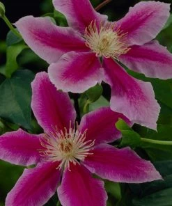 Roots Plants Clematis 'Dr Ruppel'| On A 90cm Cane In A 3L Pot