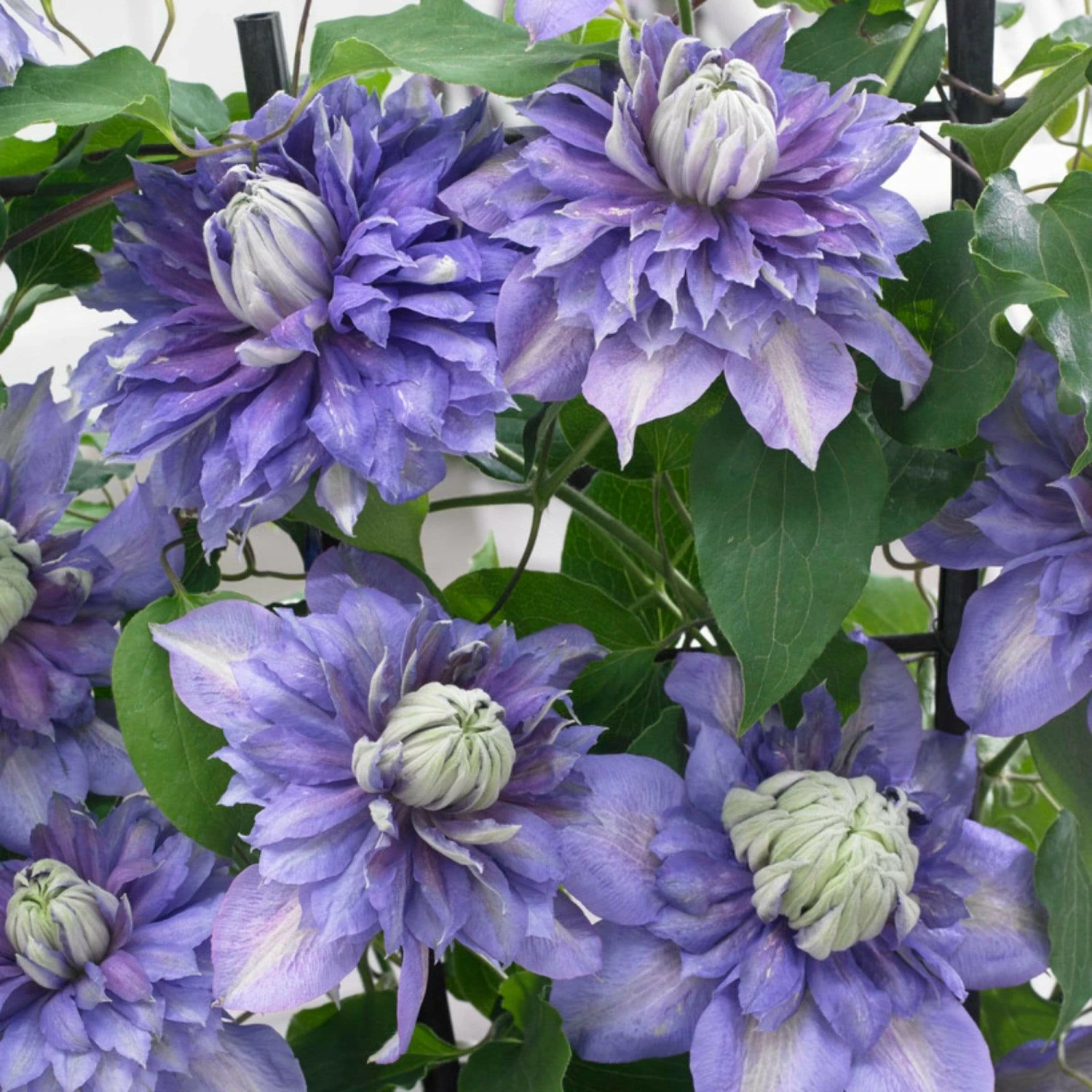 Roots Plants Clematis 'Diamantina' | On A 90cm Cane In A 3L Pot 4 Roots Plants Clematis 'Diamantina' | On A 90cm Cane In A 3L Pot