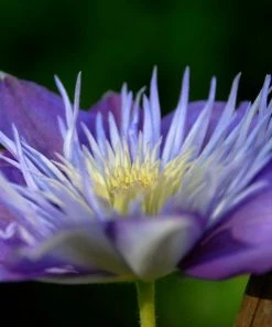 Roots Plants Clematis 'Crystal Fountain' | On A 90cm Cane In A 3L Pot