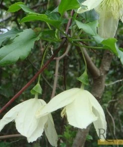 Roots Plants Clematis Cirrhosa 'Wisley Cream' | On A 90cm Cane In A 3L Pot