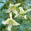 Roots Plants Clematis Cirrhosa 'Ourika Valley' | On A 90cm Cane In A 3L Pot