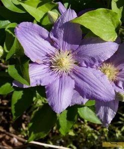 Roots Plants Clematis 'Cezanne' | On A 90cm Cane In A 3L Pot