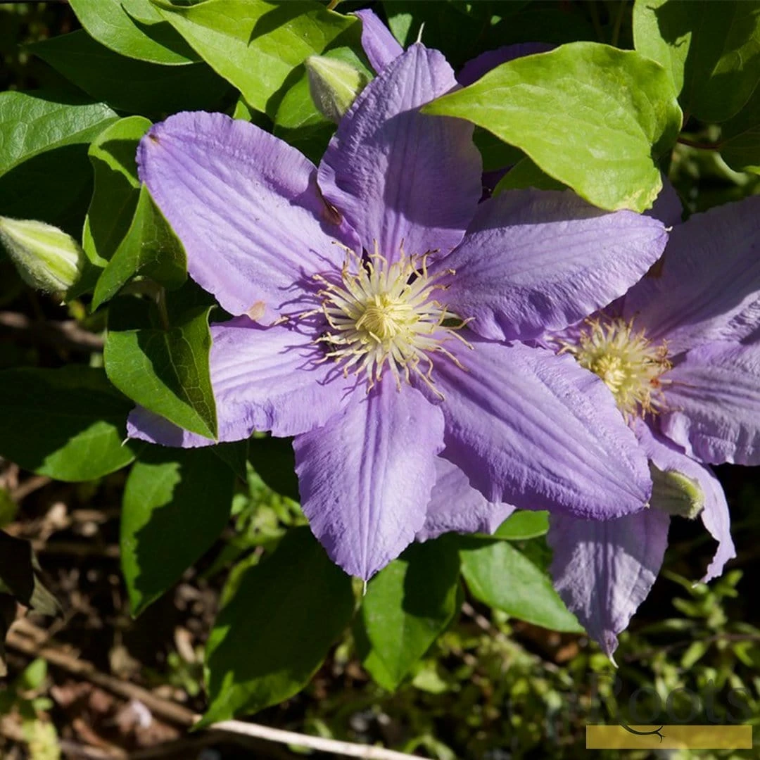 Roots Plants Clematis 'Cezanne' | On A 90cm Cane In A 3L Pot 4 Roots Plants Clematis 'Cezanne' | On A 90cm Cane In A 3L Pot