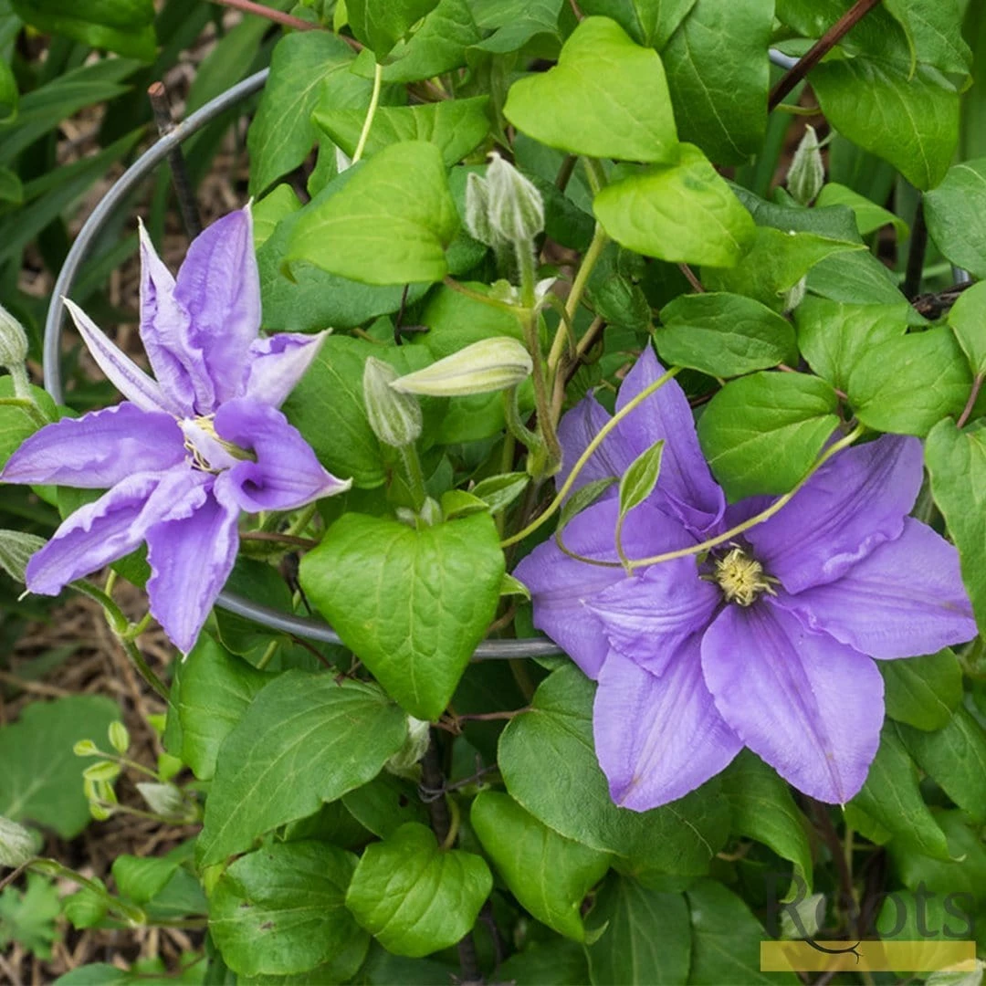 Roots Plants Clematis 'Cezanne' | On A 90cm Cane In A 3L Pot 5 Roots Plants Clematis 'Cezanne' | On A 90cm Cane In A 3L Pot