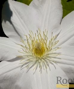 Roots Plants Clematis 'Cartmanii Joe' | On A 90cm Cane In A 3L Pot