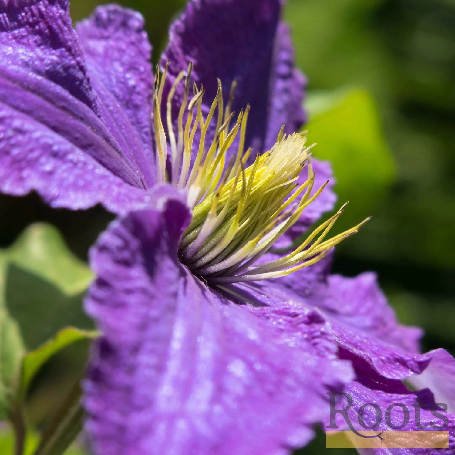 Roots Plants Clematis 'Bijou' | On A 90cm Cane In A 3L Pot 5 Roots Plants Clematis 'Bijou' | On A 90cm Cane In A 3L Pot
