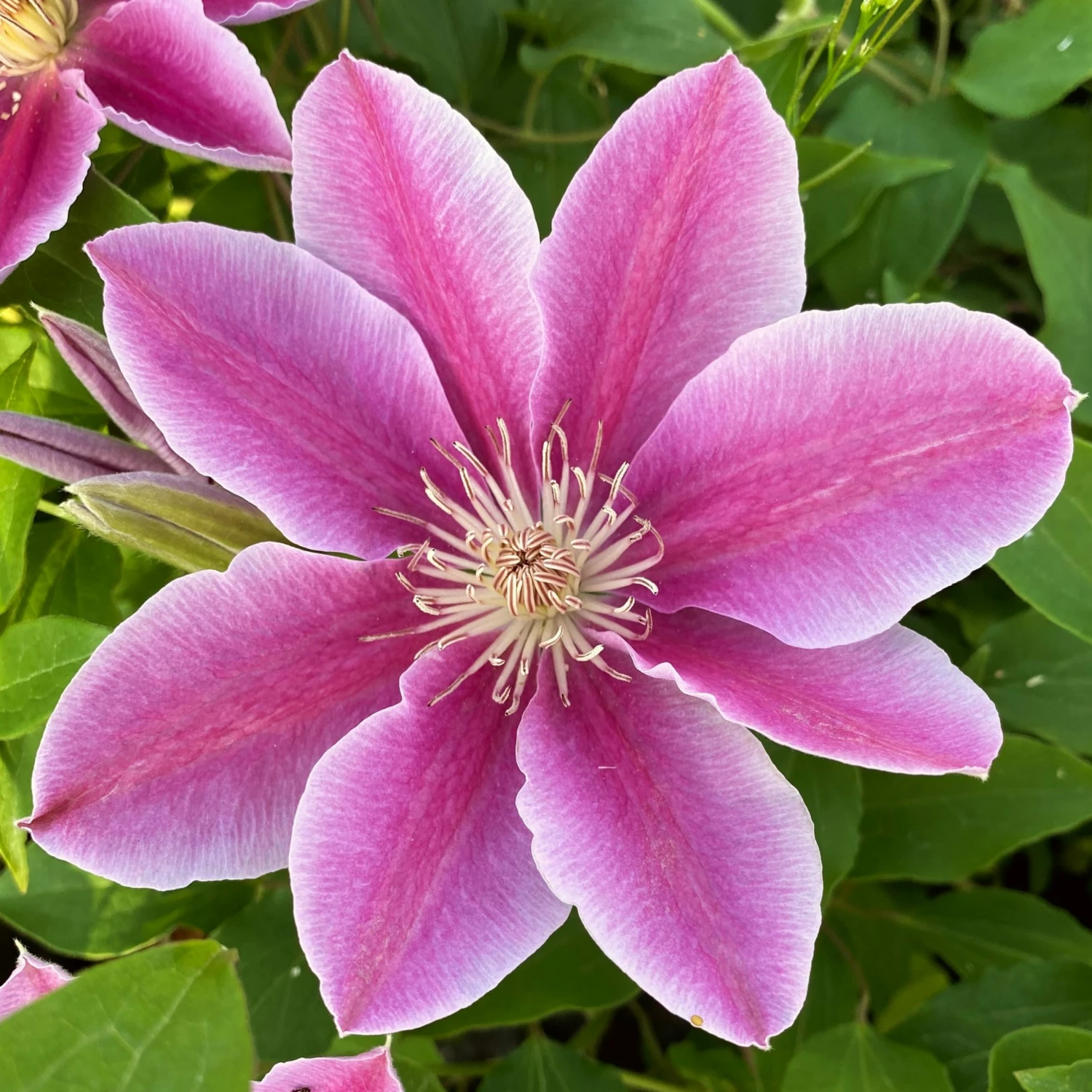 Roots Plants Clematis 'Bees Jubilee' | On A 90cm Cane In A 3L Pot 3 Roots Plants Clematis 'Bees Jubilee' | On A 90cm Cane In A 3L Pot