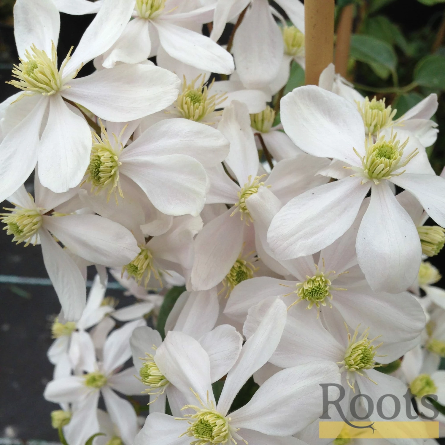 Roots Plants Clematis 'Armandii' | On A 90cm Cane In A 3L Pot 4 Roots Plants Clematis 'Armandii' | On A 90cm Cane In A 3L Pot