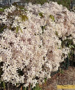 Roots Plants Clematis 'Armandii' | On A 90cm Cane In A 3L Pot 13 Roots Plants Clematis 'Armandii' | On A 90cm Cane In A 3L Pot